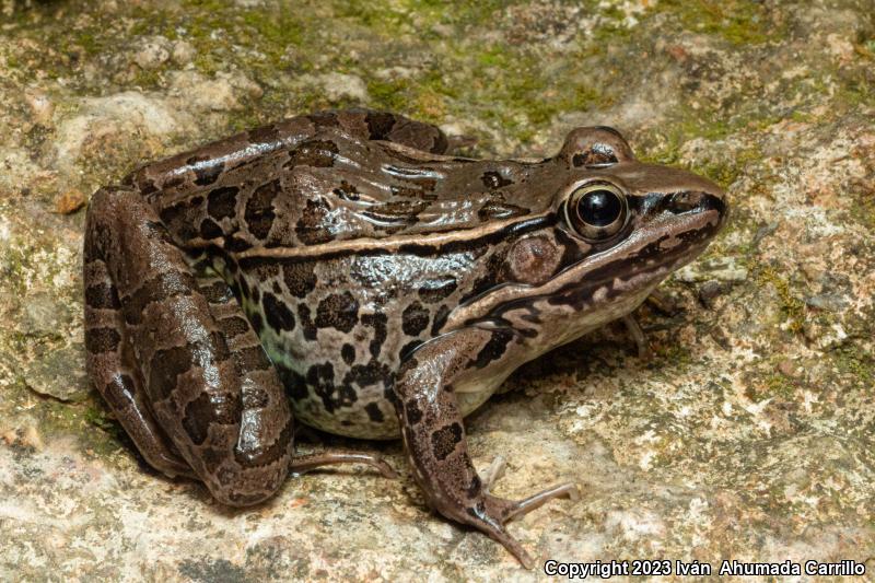 Forrer's Grass Frog (Lithobates forreri)