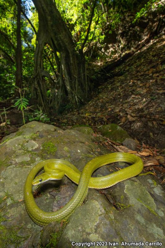 Green Ratsnake (Senticolis triaspis intermedia)