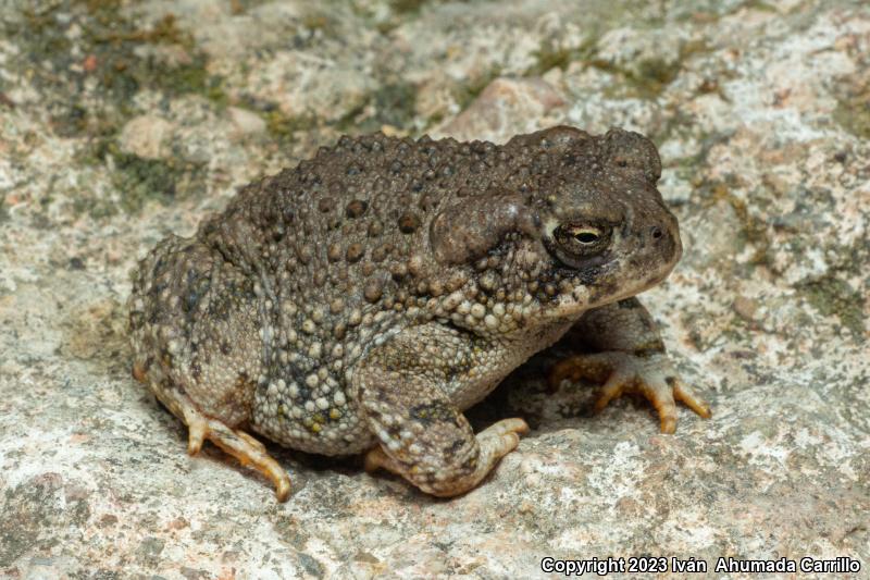 Plateau Toad (Anaxyrus compactilis)