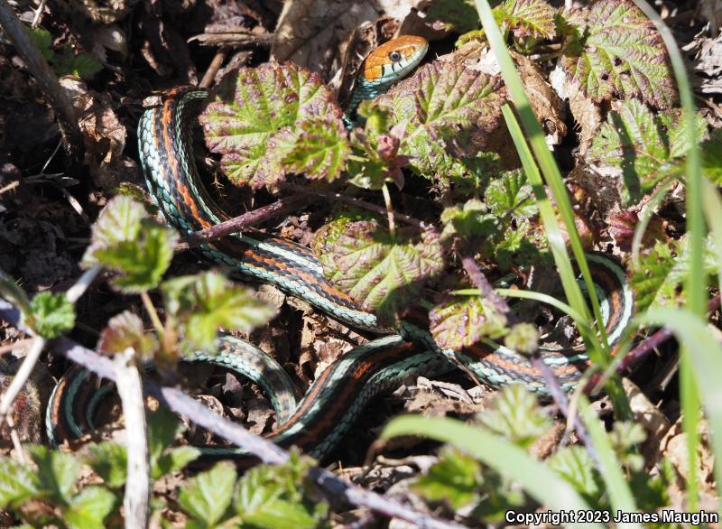 San Francisco Gartersnake (Thamnophis sirtalis tetrataenia)