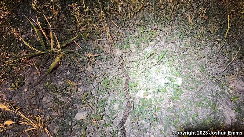 Western Cottonmouth (Agkistrodon piscivorus leucostoma)