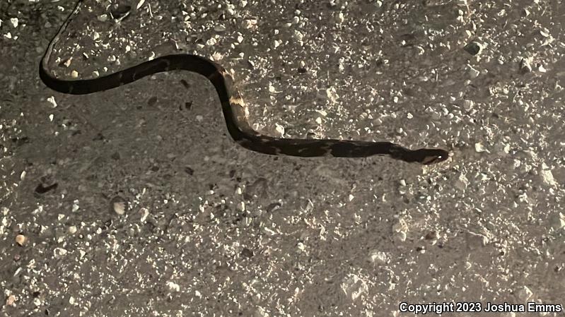 Broad-banded Watersnake (Nerodia fasciata confluens)