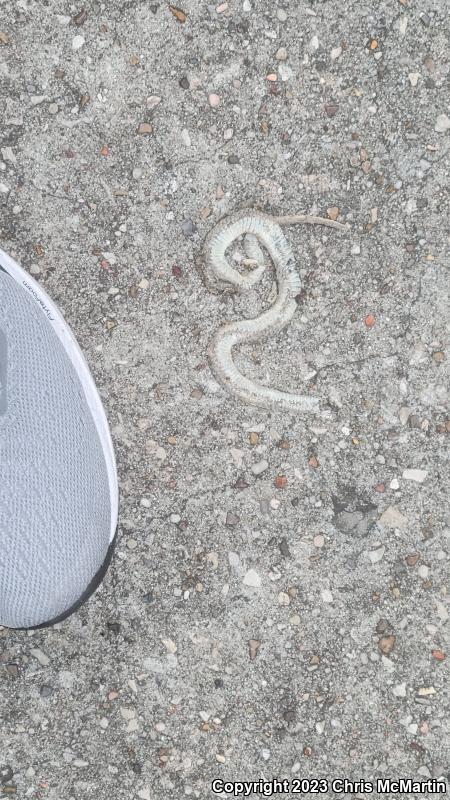 Texas Brownsnake (Storeria dekayi texana)