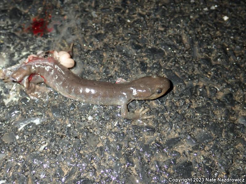 Jefferson Salamander (Ambystoma jeffersonianum)