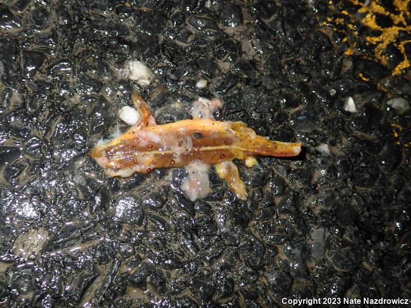 Red-Spotted Newt (Notophthalmus viridescens viridescens)