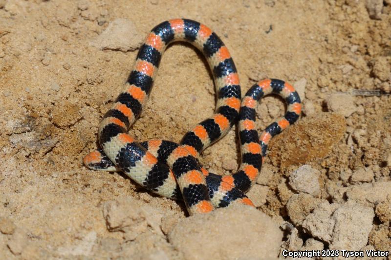 Variable Groundsnake (Sonora semiannulata semiannulata)