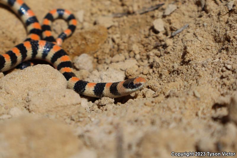 Variable Groundsnake (Sonora semiannulata semiannulata)