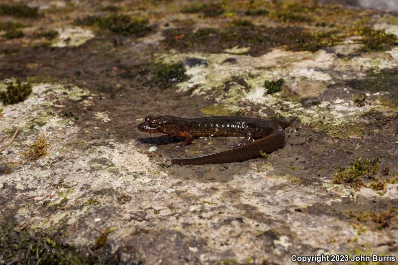 Seal Salamander (Desmognathus monticola)