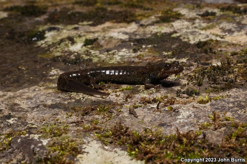 Black-bellied Salamander (Desmognathus quadramaculatus)