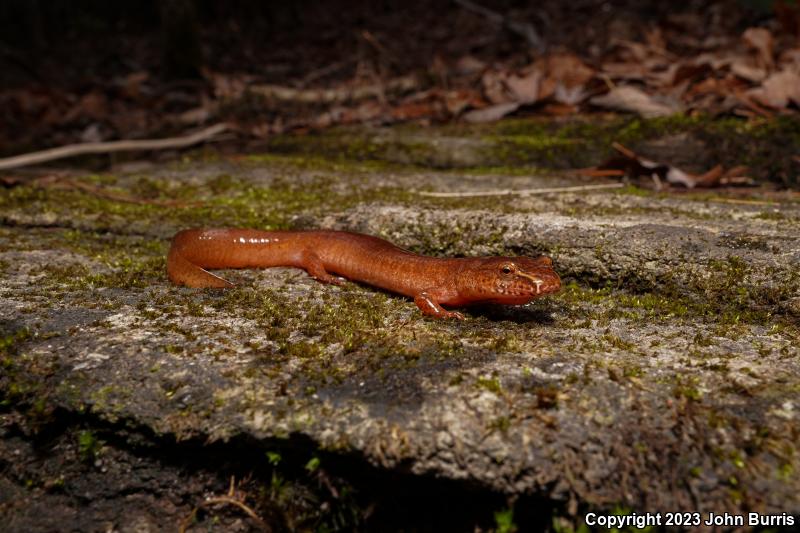 Northern Spring Salamander (Gyrinophilus porphyriticus porphyriticus)