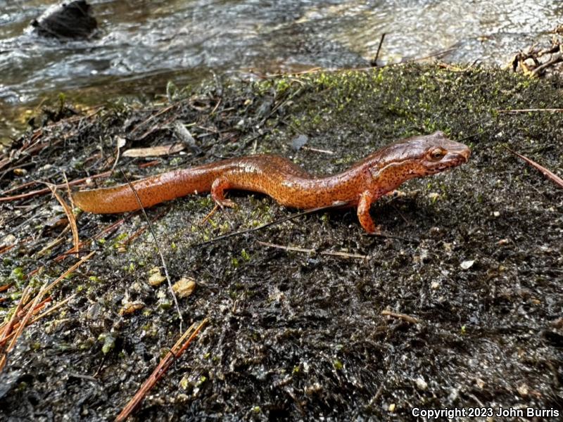 Northern Spring Salamander (Gyrinophilus porphyriticus porphyriticus)