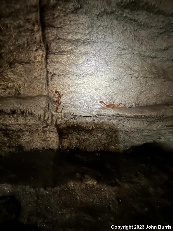 Cave Salamander (Eurycea lucifuga)