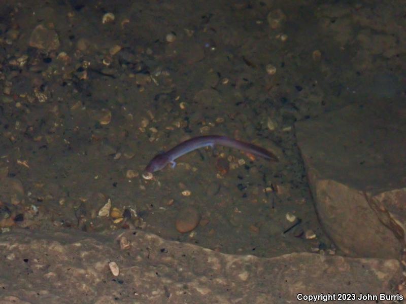 Tennessee Cave Salamander (Gyrinophilus palleucus)
