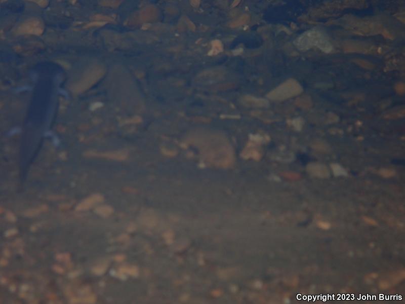 Tennessee Cave Salamander (Gyrinophilus palleucus)