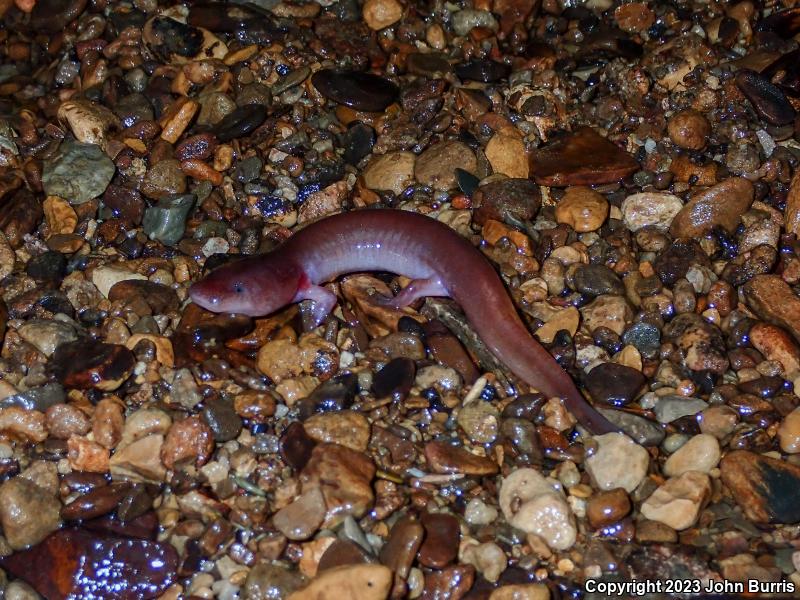 Tennessee Cave Salamander (Gyrinophilus palleucus)