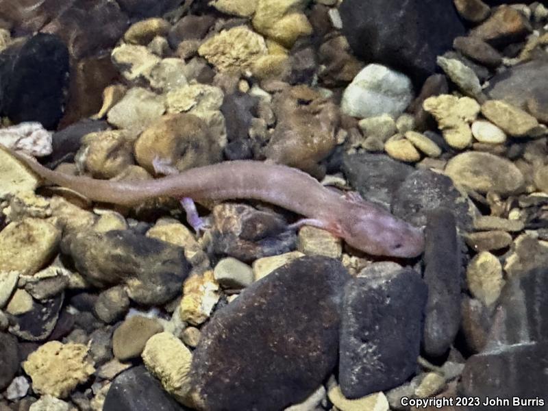 Tennessee Cave Salamander (Gyrinophilus palleucus)