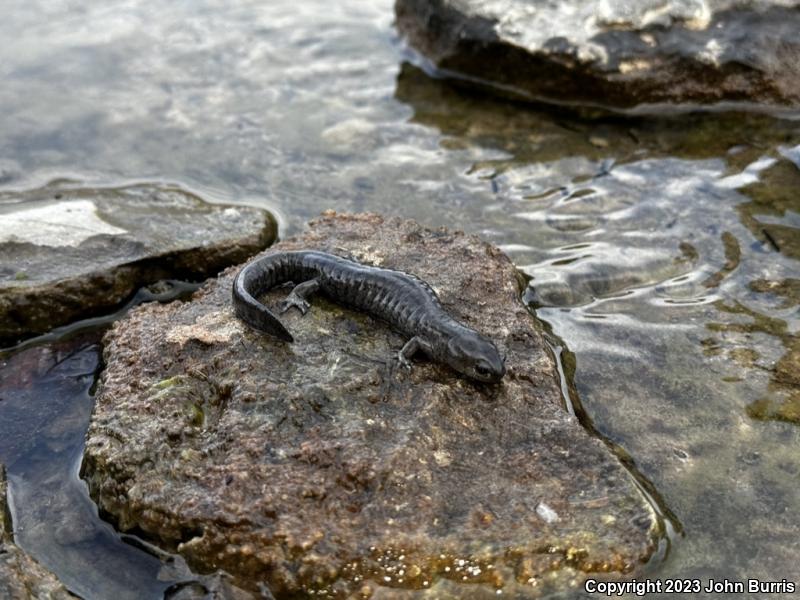 Streamside Salamander (Ambystoma barbouri)