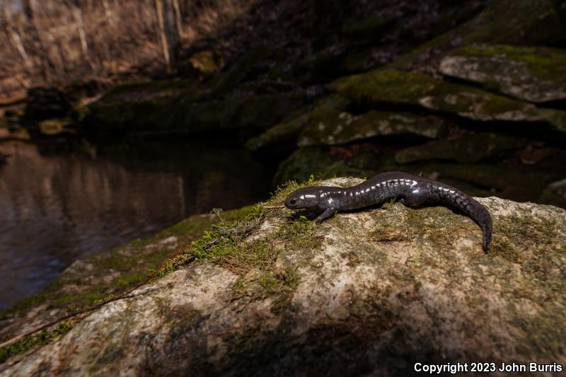 Streamside Salamander (Ambystoma barbouri)