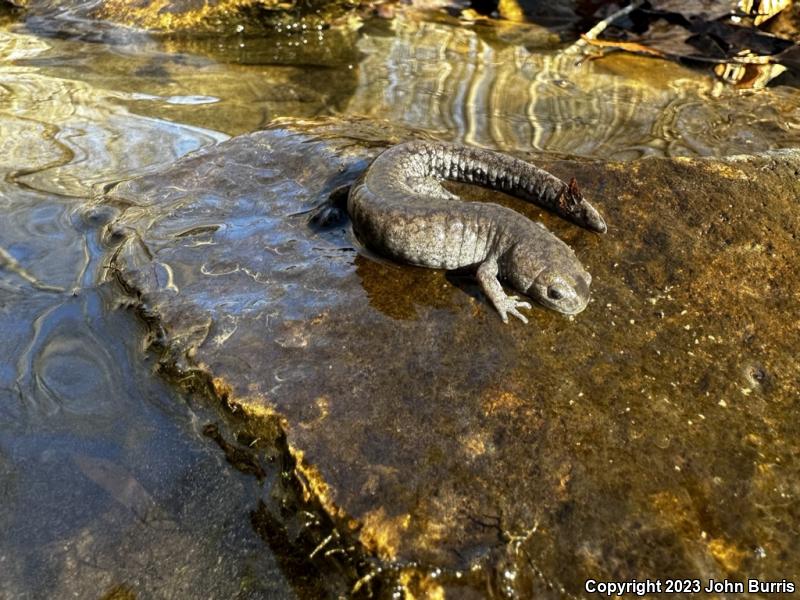 Streamside Salamander (Ambystoma barbouri)