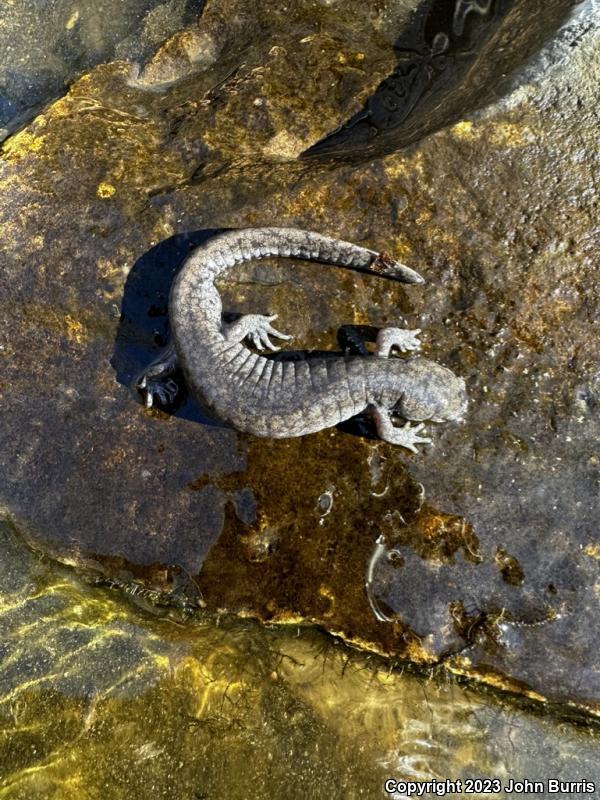 Streamside Salamander (Ambystoma barbouri)