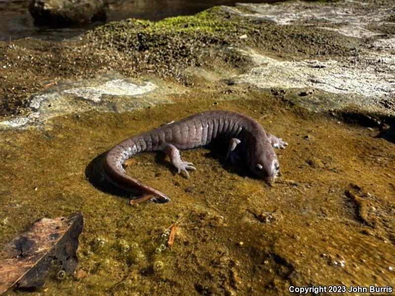 Streamside Salamander (Ambystoma barbouri)