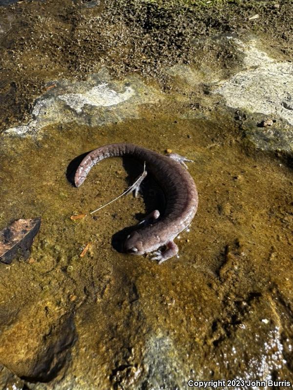 Streamside Salamander (Ambystoma barbouri)