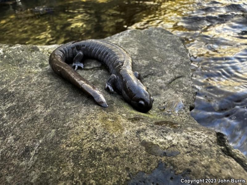 Streamside Salamander (Ambystoma barbouri)