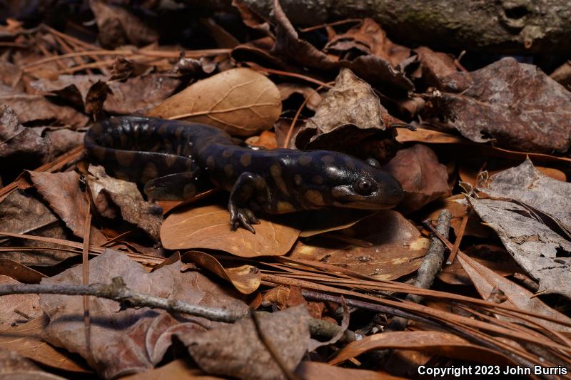 Eastern Tiger Salamander (Ambystoma tigrinum)