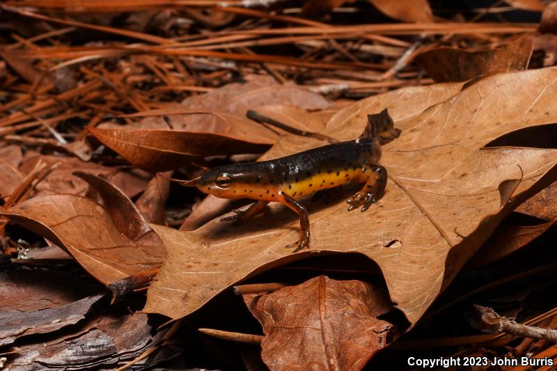 Broken-striped Newt (Notophthalmus viridescens dorsalis)