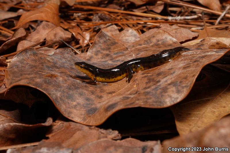 Broken-striped Newt (Notophthalmus viridescens dorsalis)