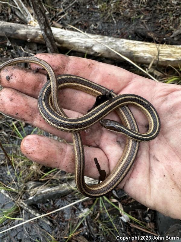 Eastern Ribbonsnake (Thamnophis sauritus sauritus)