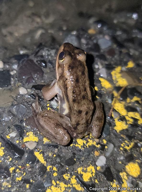 Carpenter Frog (Lithobates virgatipes)