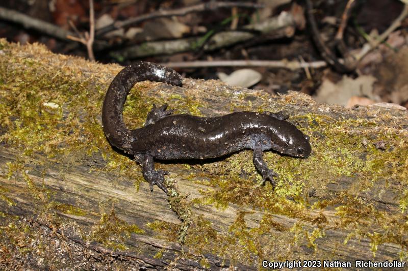 Small-mouthed Salamander (Ambystoma texanum)