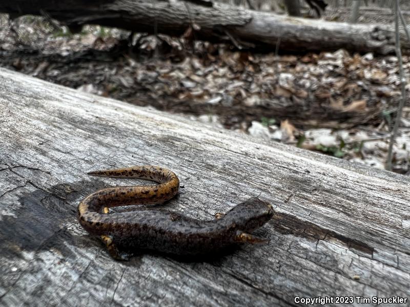 Four-toed Salamander (Hemidactylium scutatum)