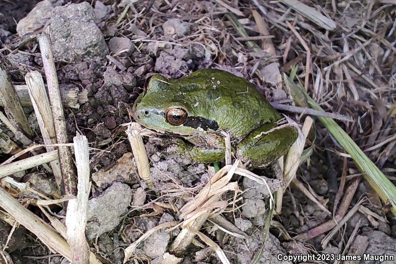 Sierran Treefrog (Pseudacris sierra)