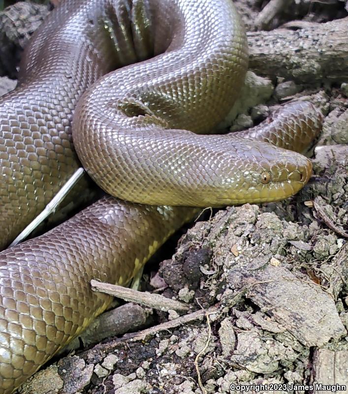 Northern Rubber Boa (Charina bottae)