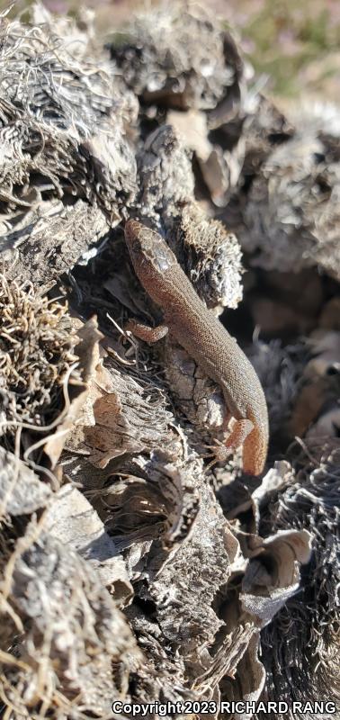 Desert Night Lizard (Xantusia vigilis vigilis)