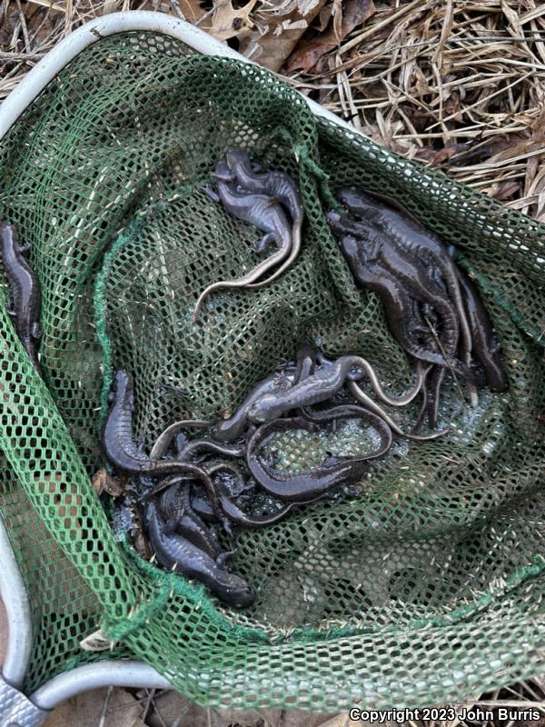 Jefferson Salamander (Ambystoma jeffersonianum)