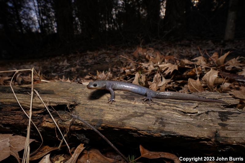 Jefferson Salamander (Ambystoma jeffersonianum)