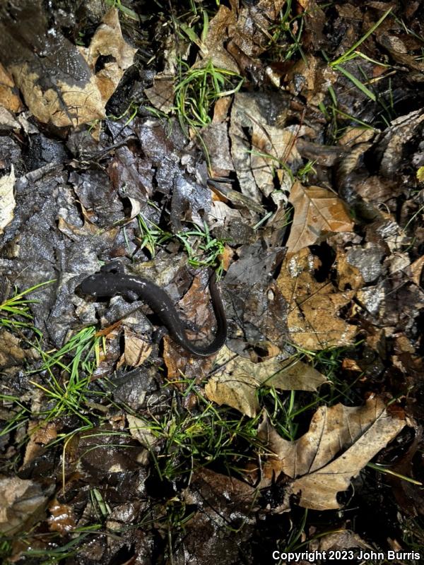 Jefferson Salamander (Ambystoma jeffersonianum)