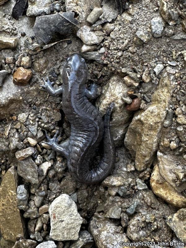 Streamside Salamander (Ambystoma barbouri)