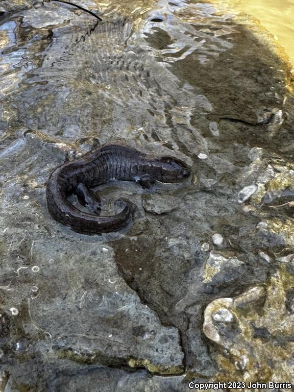 Streamside Salamander (Ambystoma barbouri)