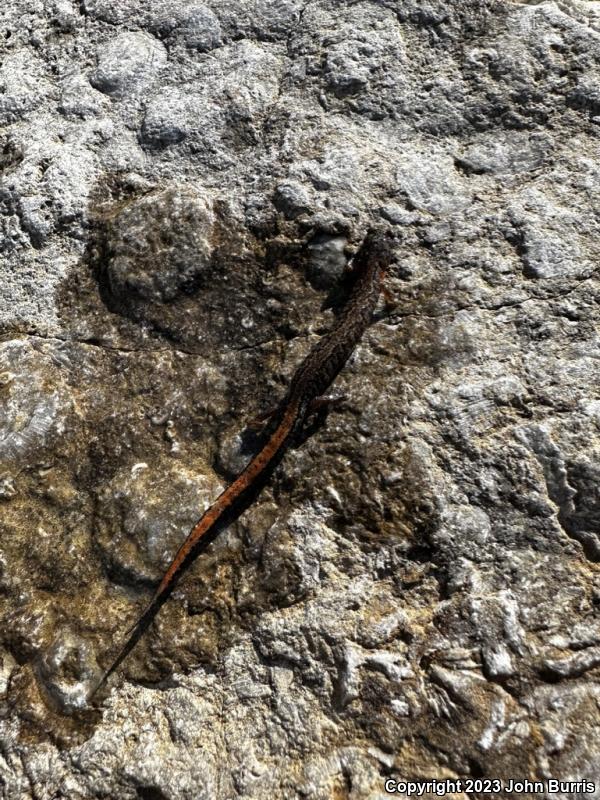 Northern Zigzag Salamander (Plethodon dorsalis)