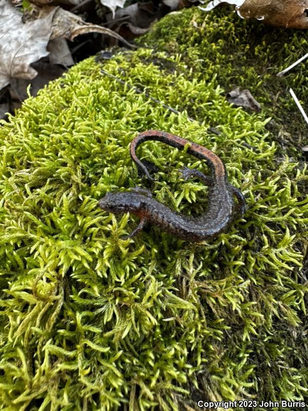 Northern Zigzag Salamander (Plethodon dorsalis)