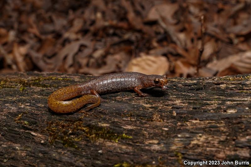 Four-toed Salamander (Hemidactylium scutatum)