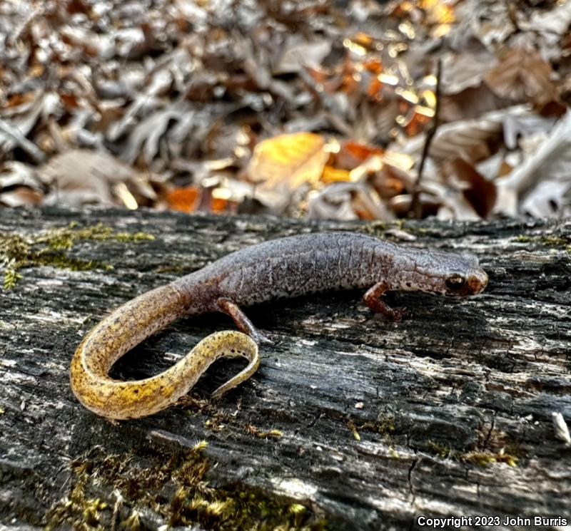 Four-toed Salamander (Hemidactylium scutatum)