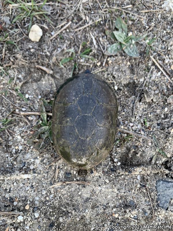 Eastern Mud Turtle (Kinosternon subrubrum subrubrum)