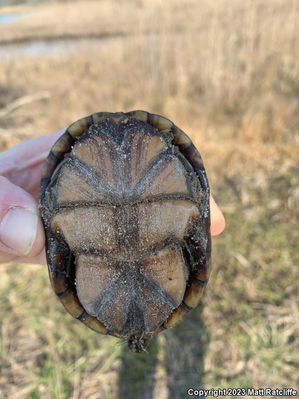 Eastern Mud Turtle (Kinosternon subrubrum subrubrum)