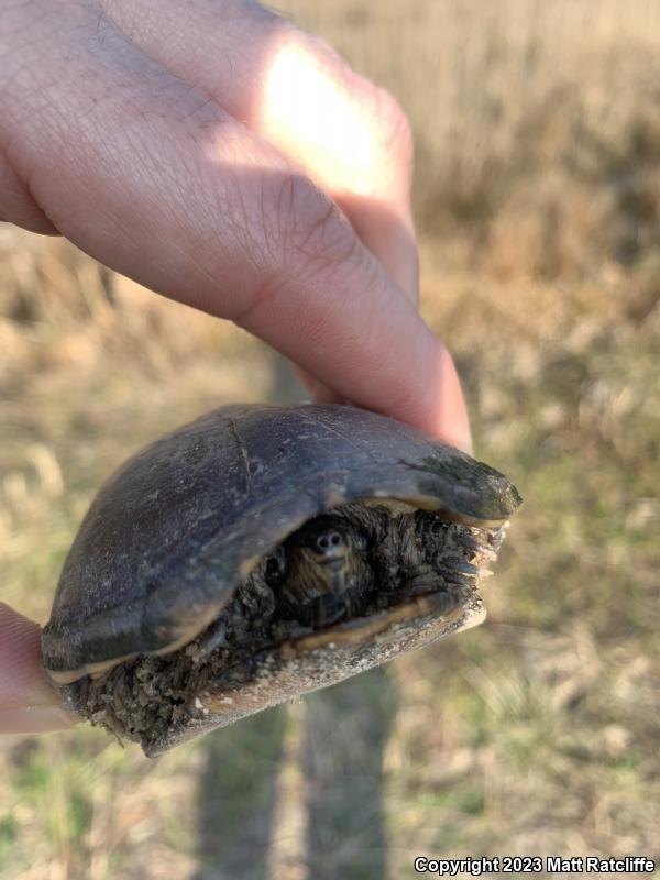 Eastern Mud Turtle (Kinosternon subrubrum subrubrum)