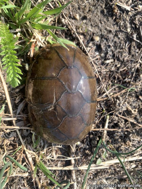 Eastern Mud Turtle (Kinosternon subrubrum subrubrum)